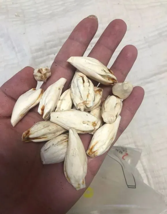 文玩|钓鱼与文玩居然是双重快乐