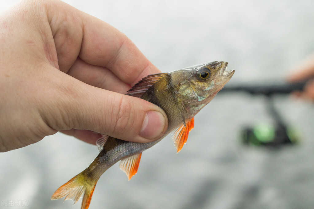 连云港|钓鱼的5个“秘密”，助你连竿不断