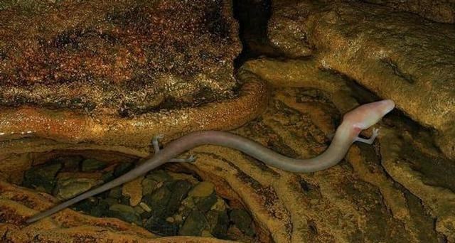 微生物 除了“交配”之外,其余的时间都不动,“洞螈”是真的懒