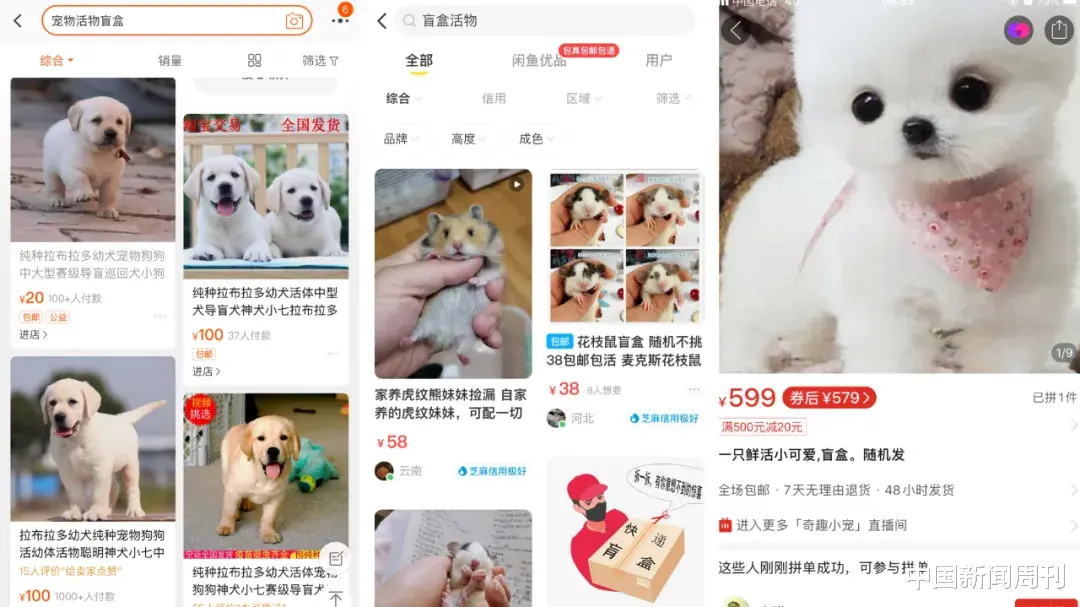 中国新闻周刊 打开盲盒，里面竟是小动物，有的已死去