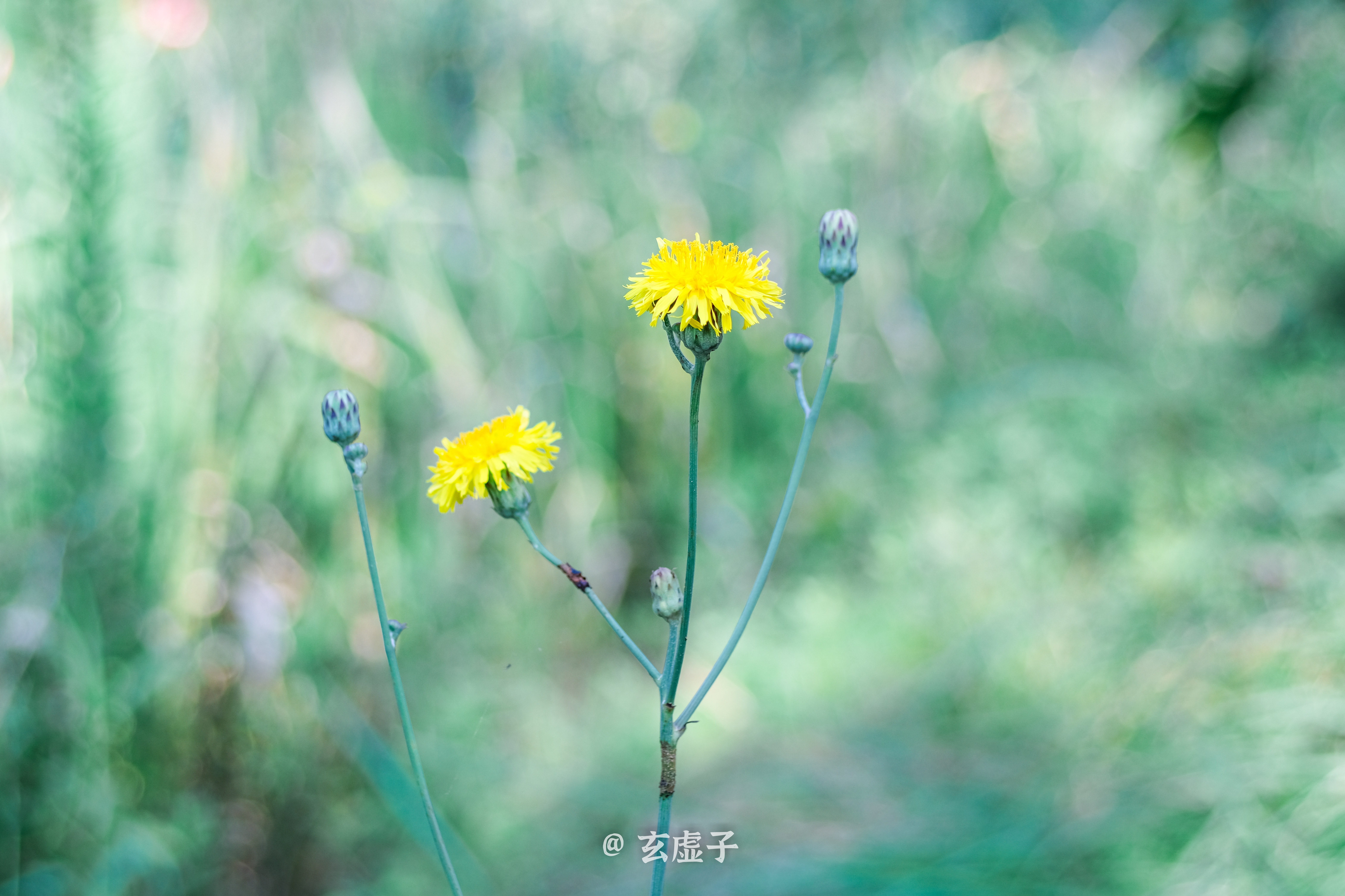 玄虚子说|玄虚子说运势：9月4日行运播报，出行办事提示！