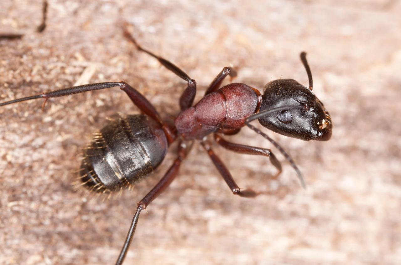 科学家 僵尸蚂蚁已经出现，这种寄生真菌会给人类带来生化危机吗？