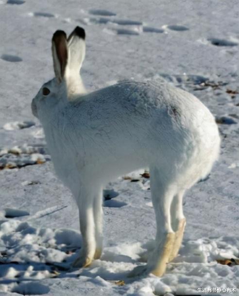 抗体 涨知识,盘点那些你以为,但却啪啪打脸的冷知识