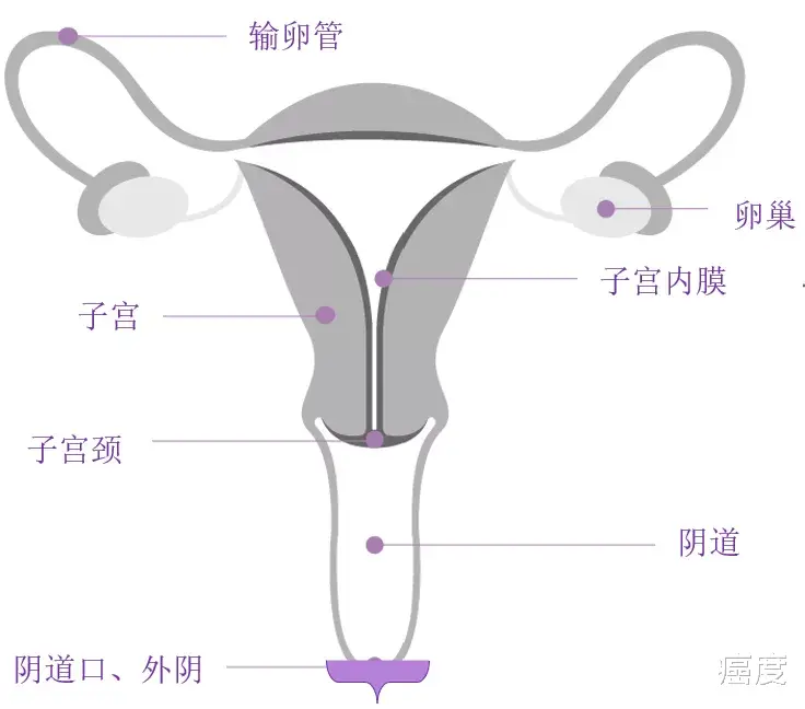 婦科|女性朋友要了解：婦科癌癥有哪些？有什么征兆？