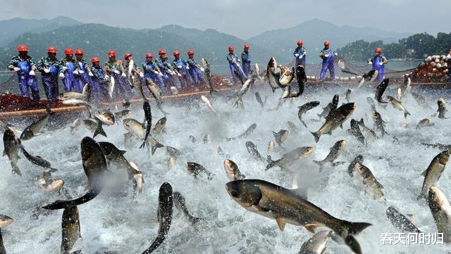 千岛湖危机：60年“以鱼保水”，鲢鳙成功臣！为何水体营养化加剧
