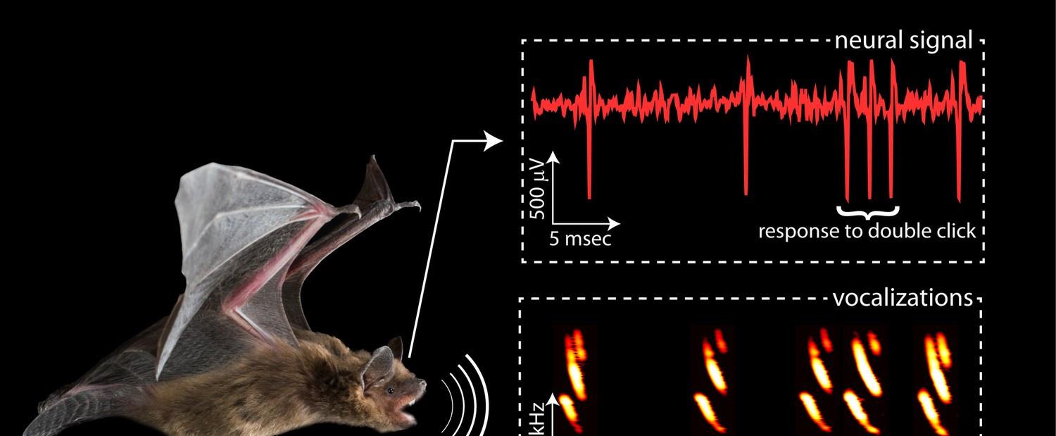 蝙蝠 科学家早就给出答案:人类消灭蝙蝠会造成怎样的毁灭性后果?