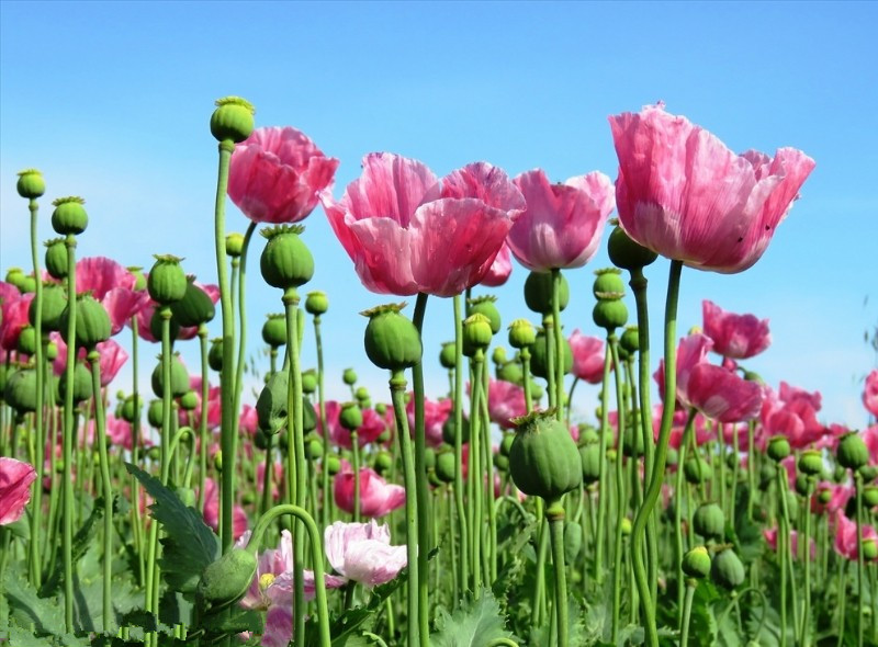 罂粟 罂粟花，美丽而危险：长得很像虞美人，却是禁忌之花！