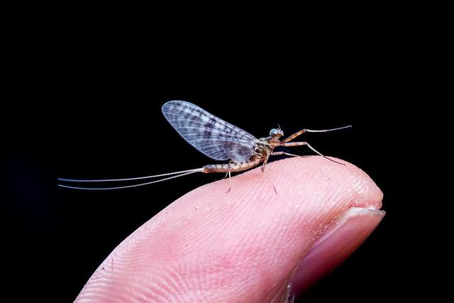 秦始皇 有着两亿年历史的蜉蝣，长大却只能活一天，朝生暮死说的就是它