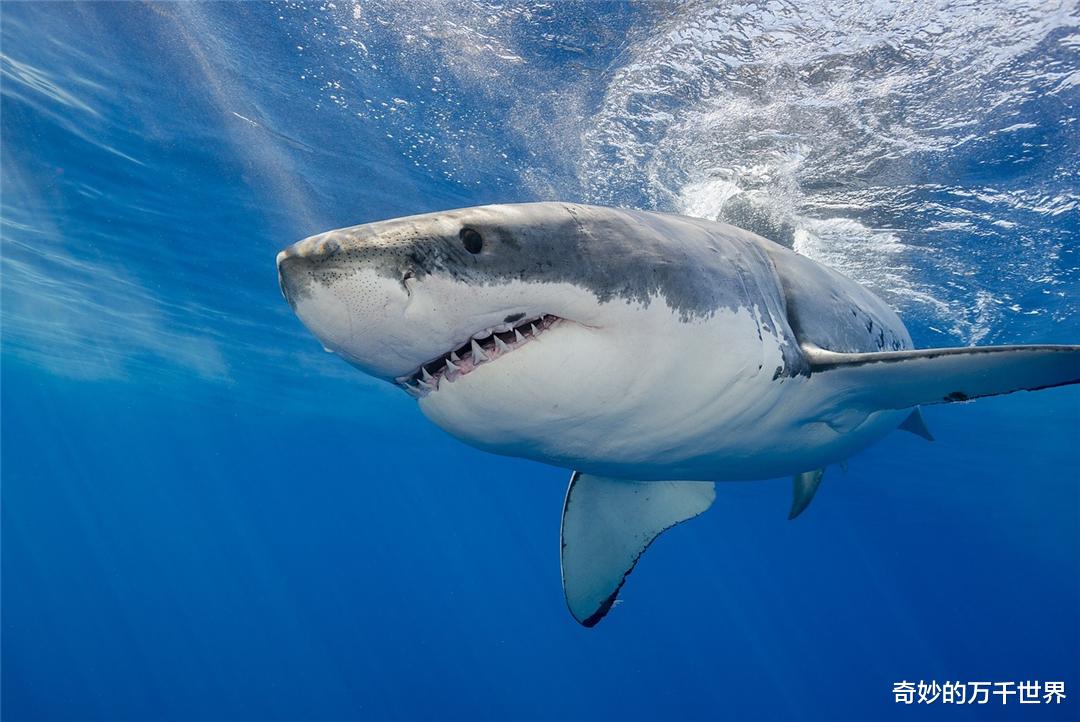 大白鲨 水族馆为啥没有大白鲨？最长圈养记录198天，咬死俩鲨鱼后被释放