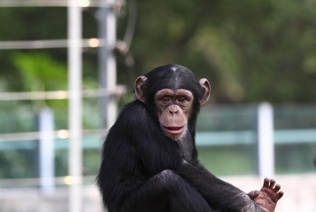 黑猩猩 黑猩猩跟人类婴儿一同长大，以为自己是人类，后来变成什么样了？