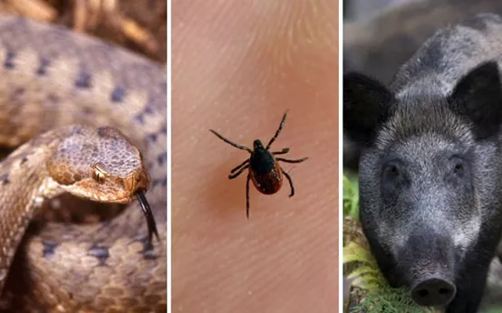 水母 蛇、毒蜘蛛、毒水母、野猪，在法国你很有可能碰到这些危险的动物