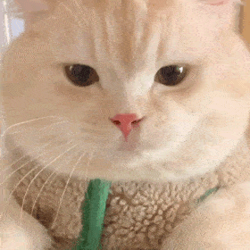 桉月|表情包：猫咪动图表情包 ???