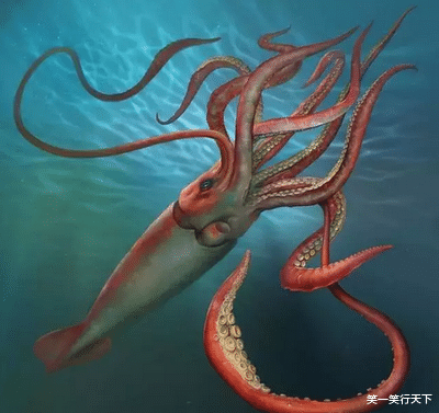 大王乌贼 海怪传说之，大王乌贼。