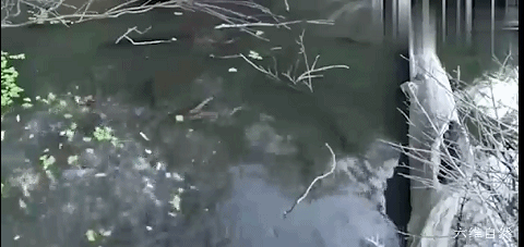 六维自然 亚马逊河发现一群电鳗,且这几十条电鳗一起放电捕鱼群,非常罕见