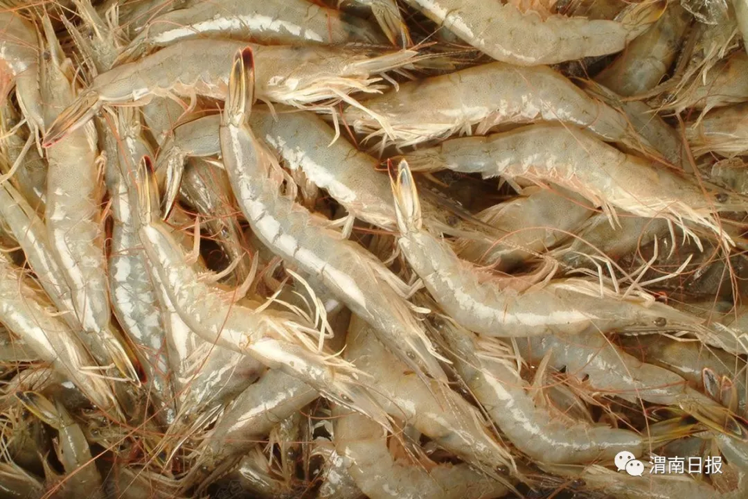 隆回 华阴5万斤南美白对虾急寻买家