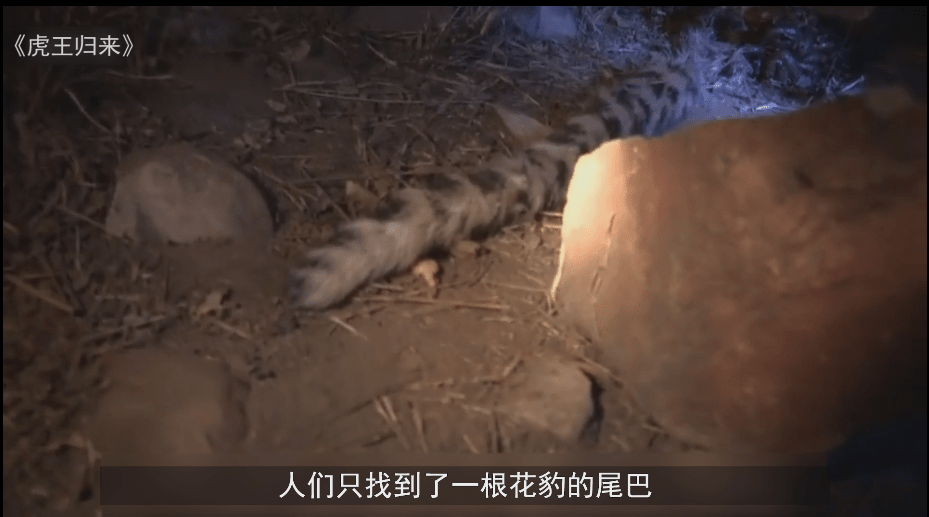 花豹 花豹偷走老虎猎物，老虎直接上门厮杀，用实力证明谁才是森林之王