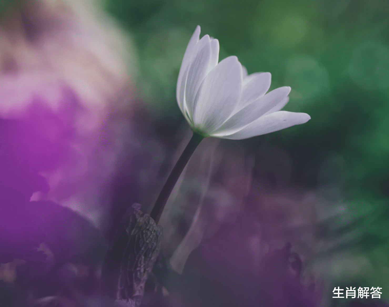 生肖解答|8月底，难解难分，旧爱难离，披荆斩棘，3生肖寻回前任，偶遇良缘