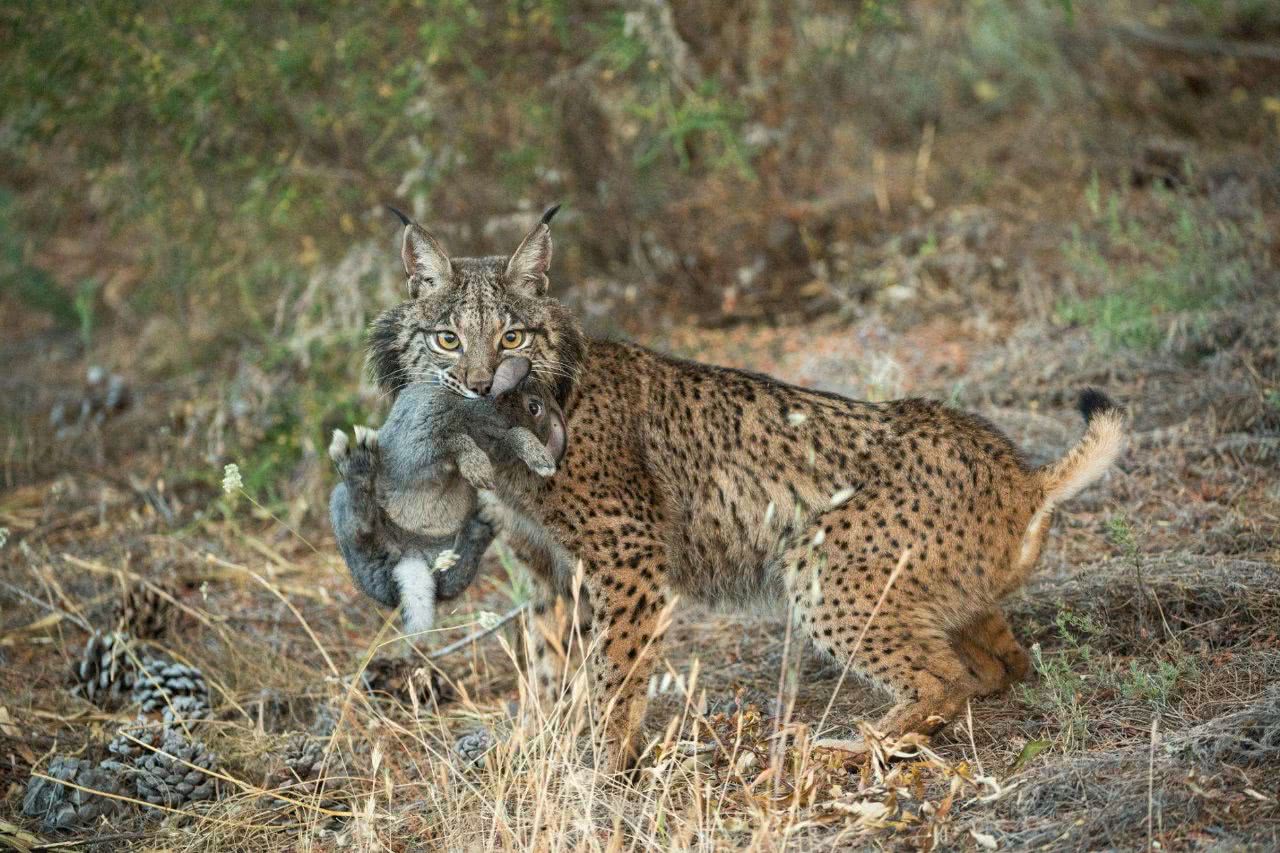  堪称“杀狼机器”的猞猁，狼见到都要绕道走？它的战斗力有多强？