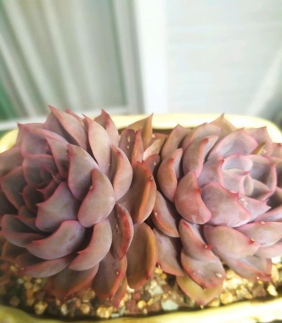 说说家装那点事儿|还在买多肉的花友，赶紧停手，养好手里的，买多了会后悔