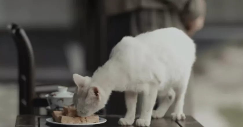 罗生门|知名导演深陷虐待丑闻，全网索要“原始视频”：果然又是他！