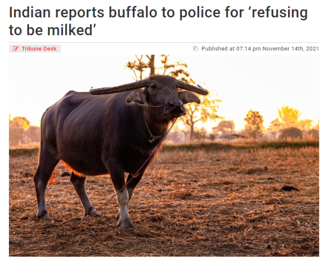 印度又发生奇葩案件！一农民一天跑两次警察局，就因为牛不让挤奶