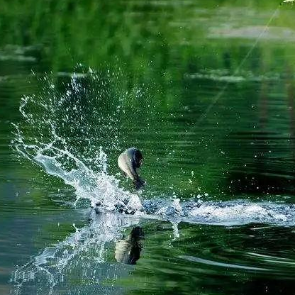 饵料|野钓怎么钓大鱼,知道这几点后,次次钓大鱼——盛世三渔