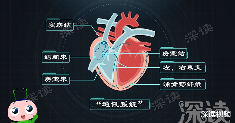 深读视频|心律失常咋回事？心慌胸闷背后真相是啥？房颤发病机制动漫版！