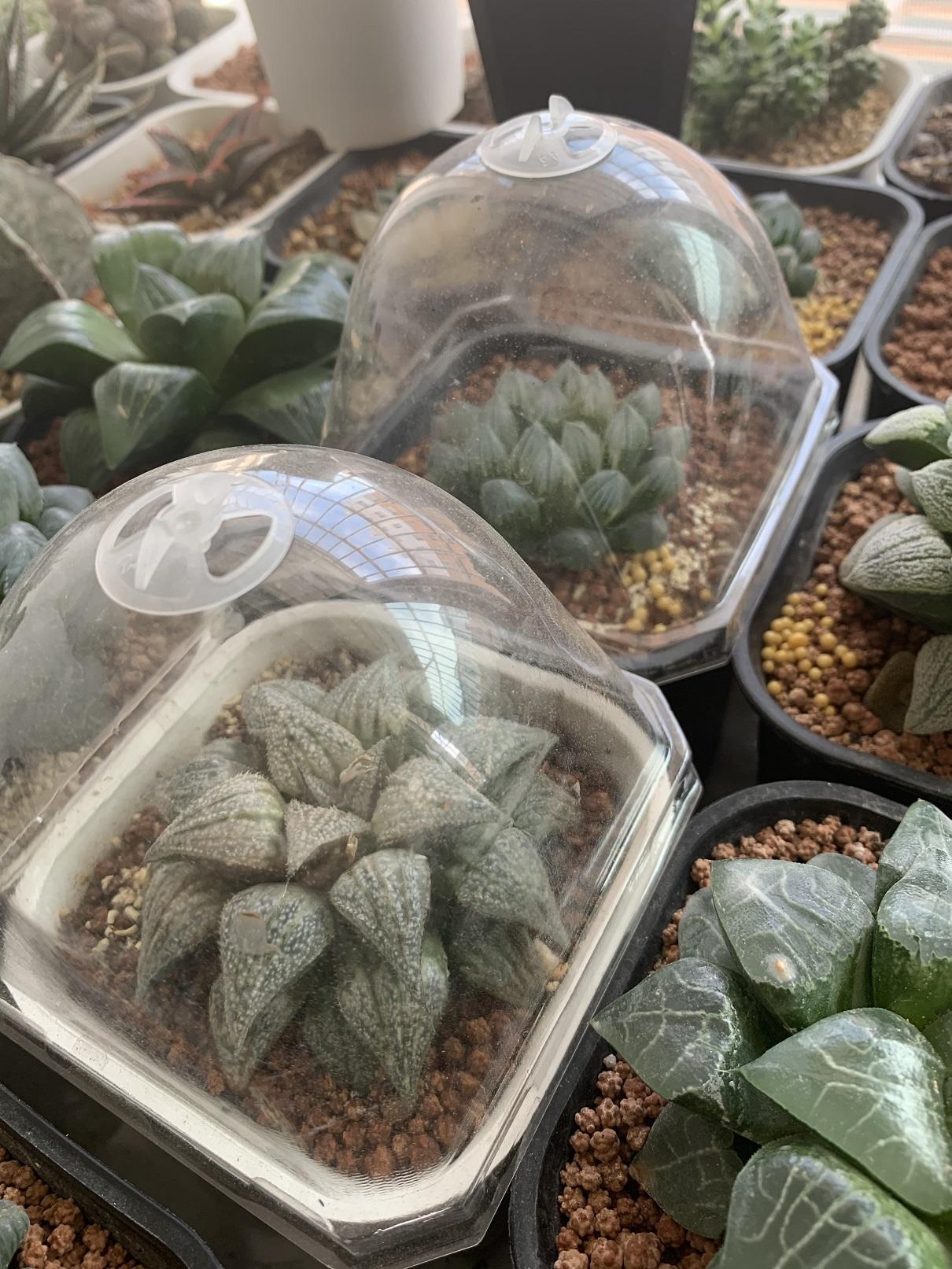 向阳园艺|多肉闷养？可以行吗？不建议尝试，愚蠢的做法，容易把多肉闷死