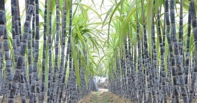 为娃学画丫|几年前的“香饽饽”，如今2元一根却无人问津，种植户无奈弃种