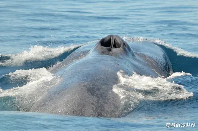 漫游奇妙世界|换个角度看世界,认知被完全颠覆了!