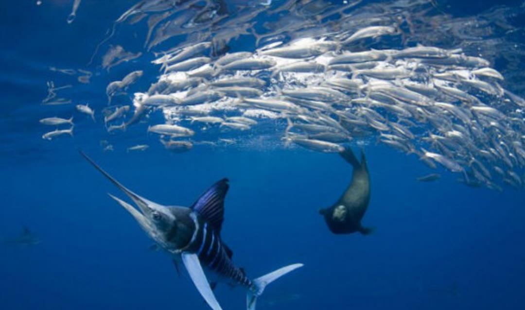 情微说|同类残食，这种鱼出生时还没虾米大，胜利者即为“海洋霸主”