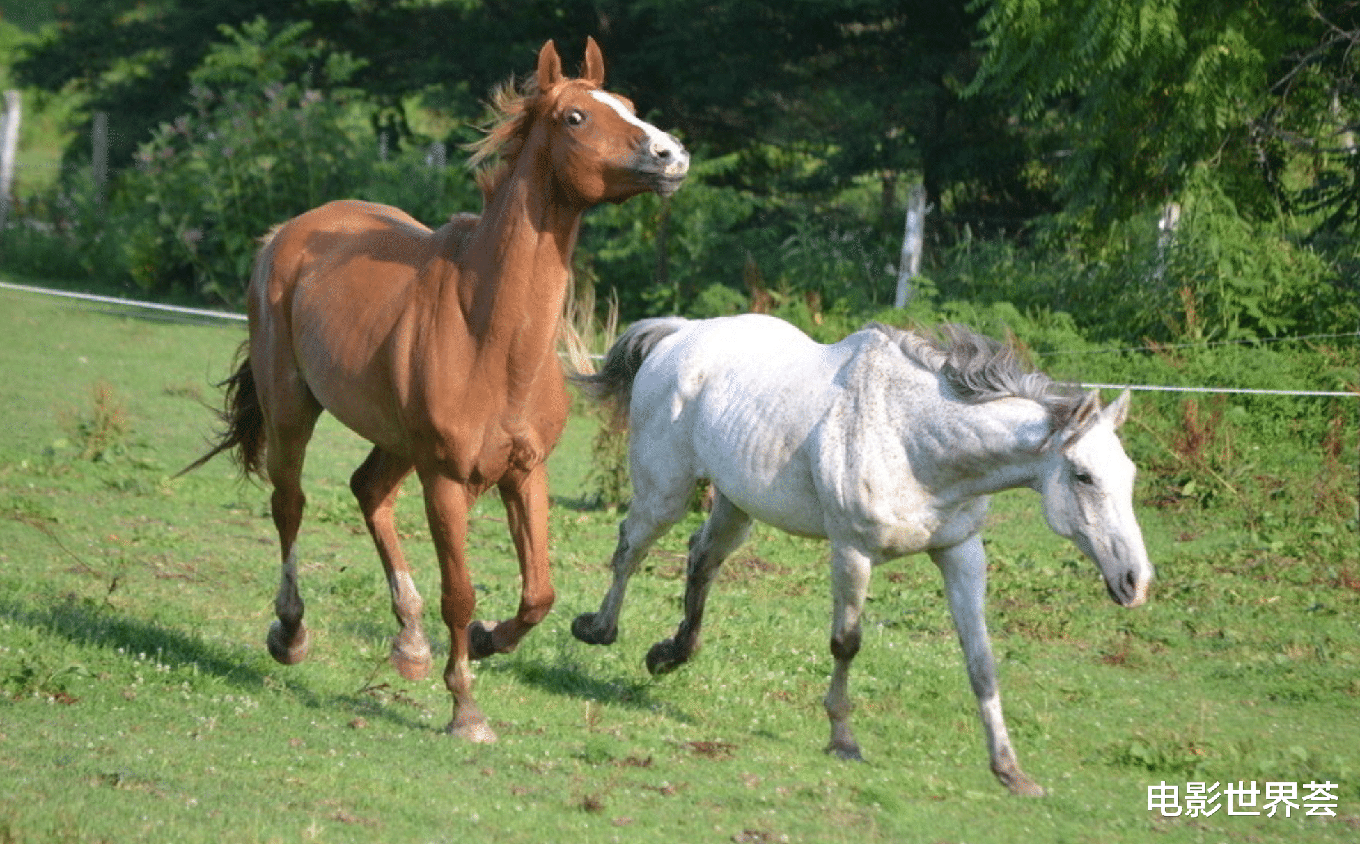 属马|职场失落让属马人不知所措,贵人帮扶助属马人渡过难关,成就辉煌