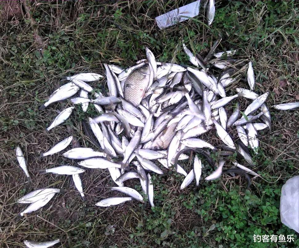 饵料|白条鱼不好钓？细心注意这几点，钓白条也能爆护