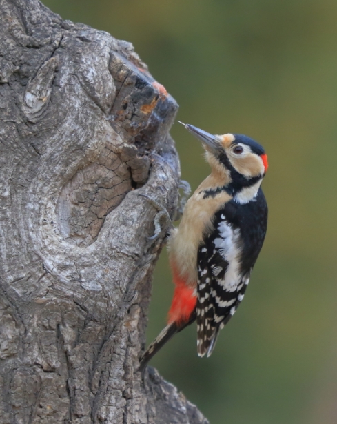  啄木鸟啄树是为了给树治病？我们可能被教科书骗了，它另有目的