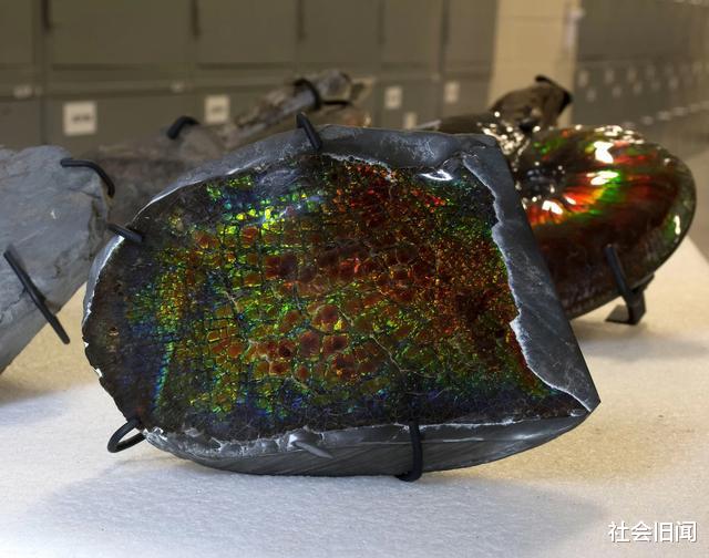 矿工无意挖到7米长海怪,古生物学家:海怪不是恐龙,它们是爬行动物