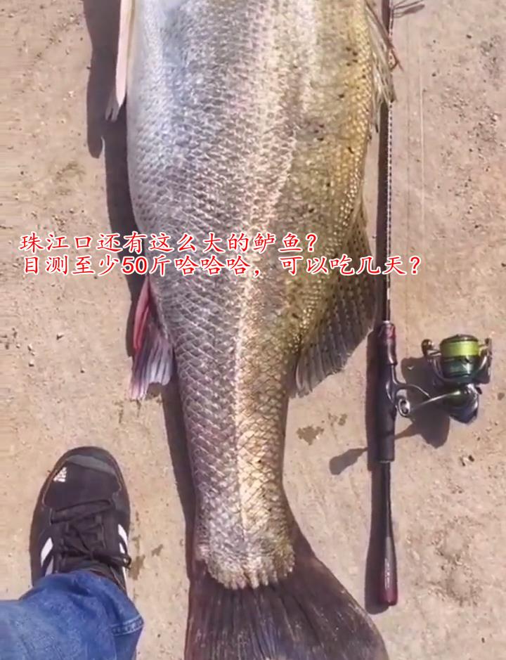 徐晓峰|30斤！钱塘江“鲈鱼王”被人钓起，卖出2000元，网友：渡了多少劫