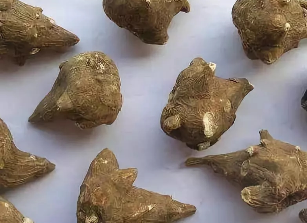 枸杞|身边的中草药——28味毒性中药