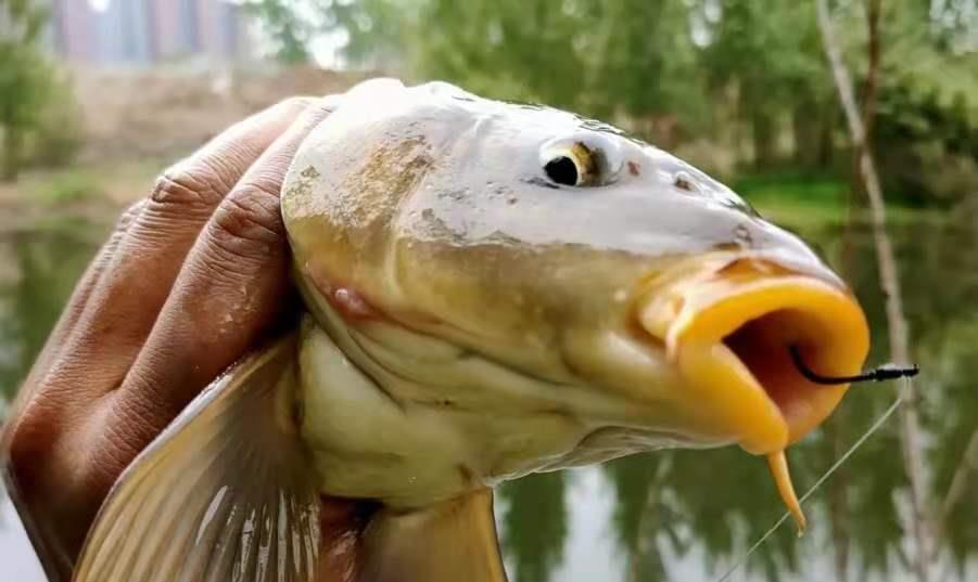 |千辛万苦找钓位，殊不知大鲤鱼都藏在这，头一次试钓就过了把瘾