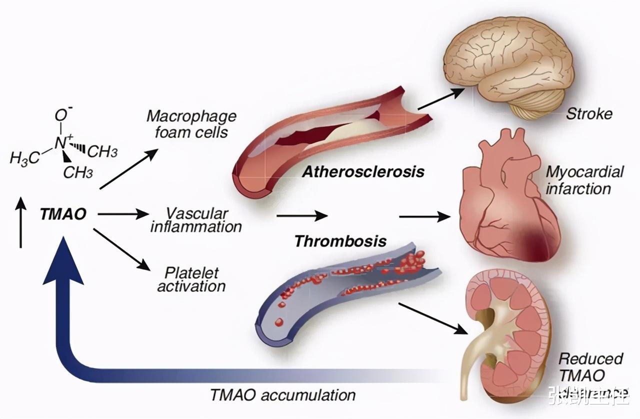 心脏|降血压出新药了:美阿沙坦钾!强效控压的同时,还保护心脏和肾脏