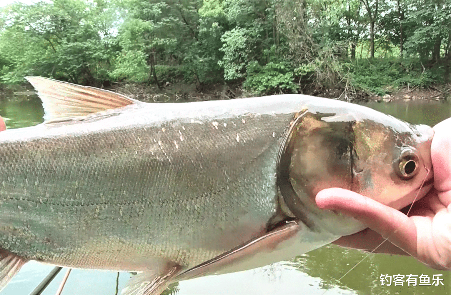 鲢鳙|垂钓大鲢鳙，钓组这样搭配可爆竿；钓草鱼重视这点细节，渔获翻倍