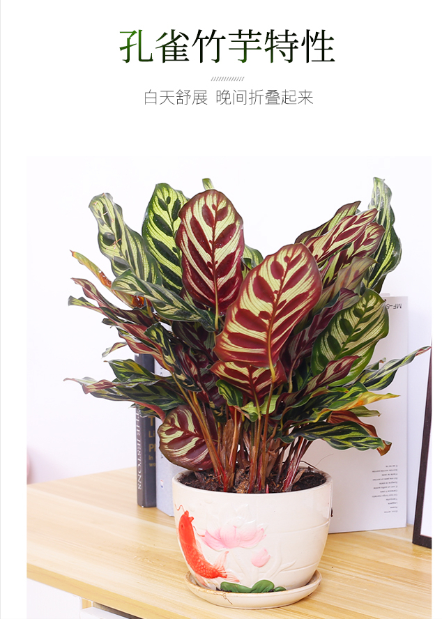 花5000块，把14㎡阳台变成一个小花园，小小的改变感受大大的幸福