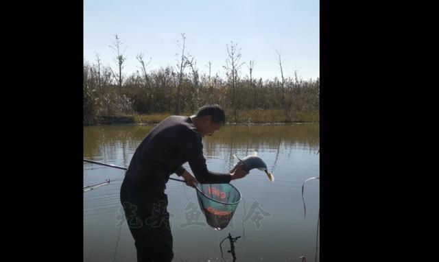 饵料|今天钓深水无鱼吃钩，浅水钓条鲤鱼，为什么？