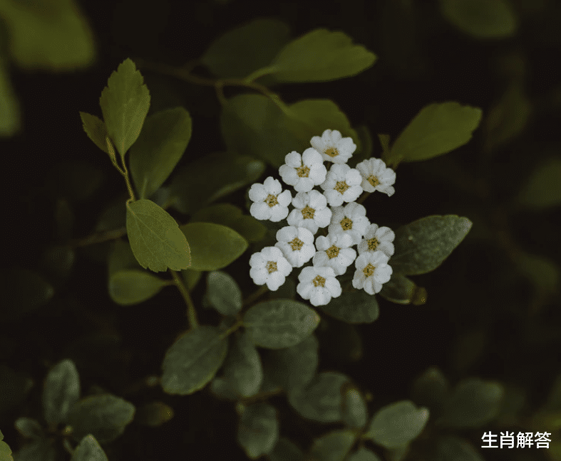 生肖解答|7月中旬，往事重提，旧爱回头，3大生肖转角遇到爱，喜撞桃花运