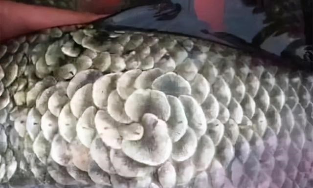 四川省|四川一男子野钓遇怪鱼，鱼鳞似开放的花朵，钓鱼人果断放生