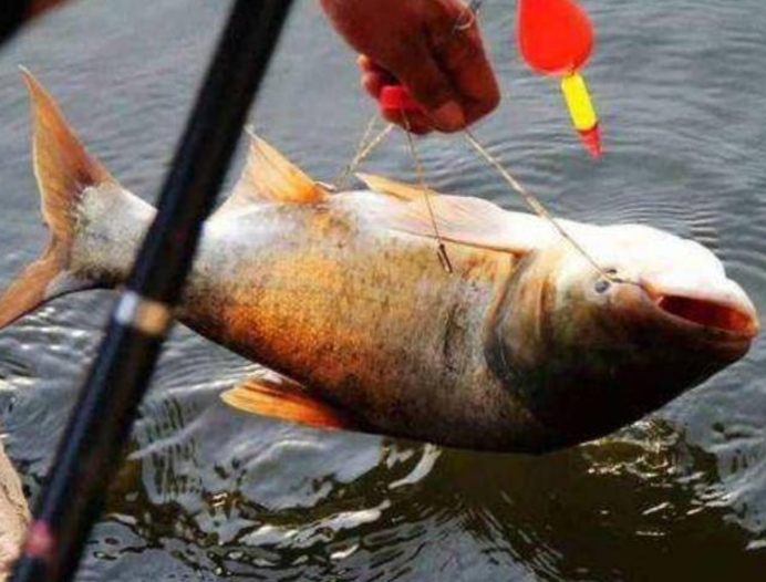 |114斤!中国长不大的“胖头鱼”在美国破纪录,它是怎么做到的?