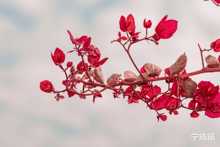 宁晓曦 双子座最具人格魅力的4种时刻