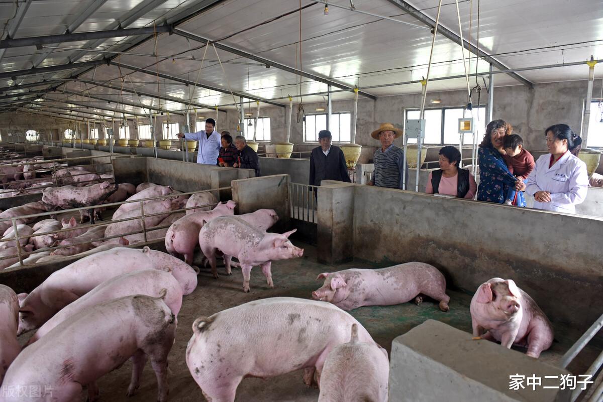 生猪价格 生猪供需两极分化，恶性循环或已出现，“航天猪”又要卷土重来？