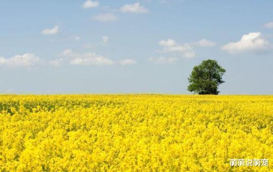 萌萌说萌宠|心理测试：你最想在哪一片花海拍照，测你是不是情场高手