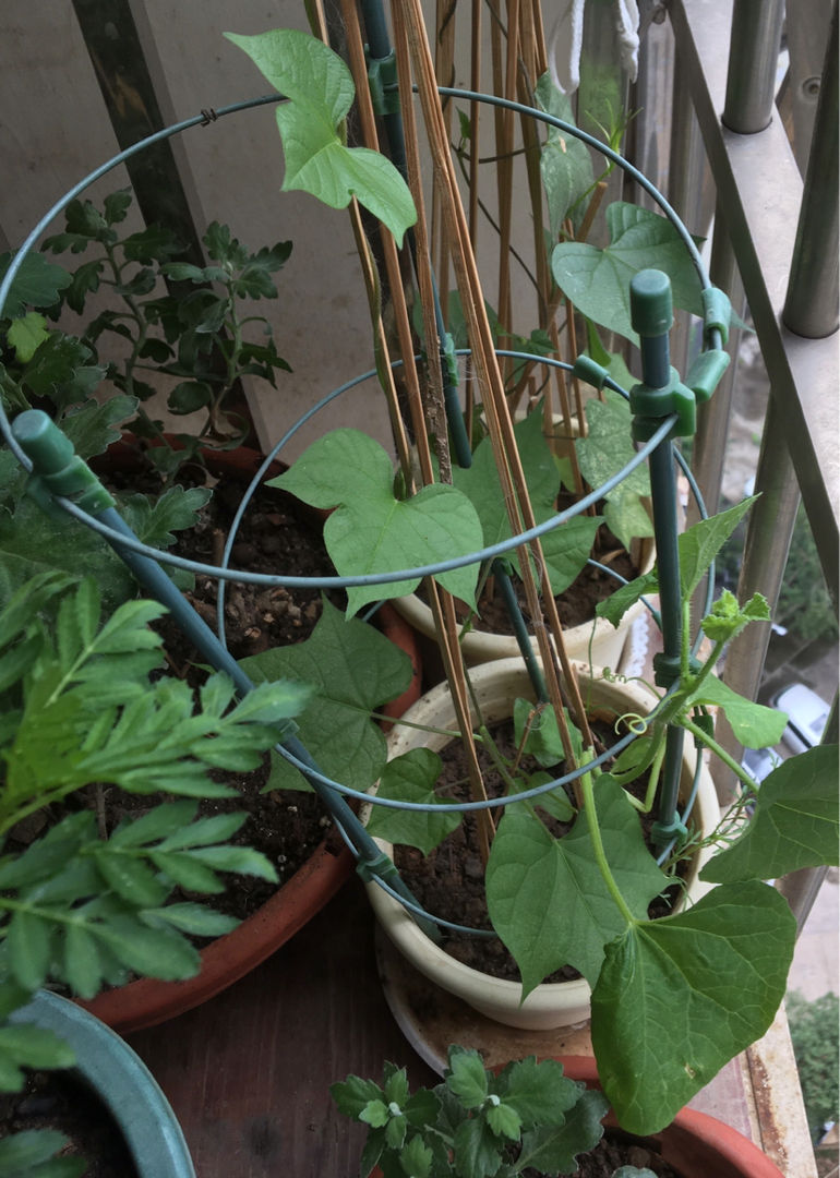 花都|因为养花跟婆婆大吵一架，婆婆说家里养花“不吉利”，真是荒唐