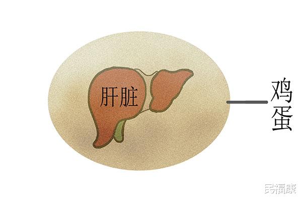 鸡蛋|每天吃一个鸡蛋，会有哪些好处找上身？